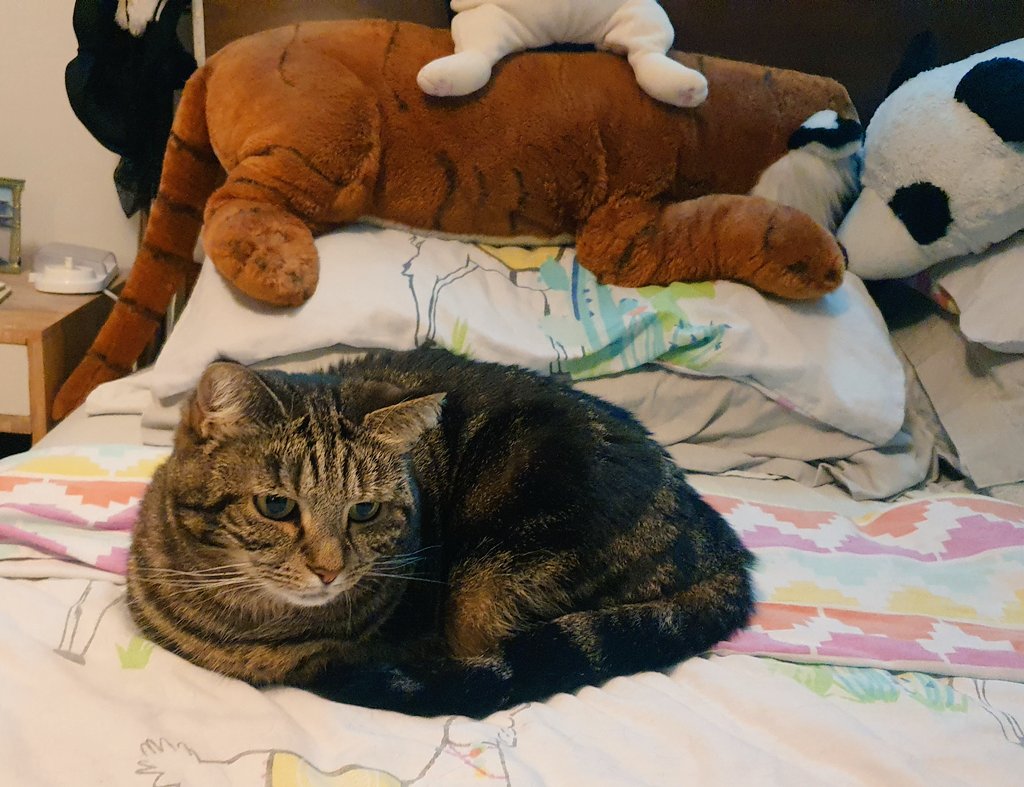 LolaLegged's tweet photo. It's Monday and time to go back to bed #kittyloafmonday 🍞 https://t.co/eAw8QYTzej