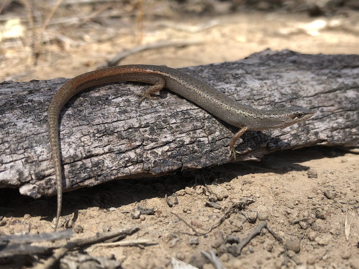We’ve recorded 13 reptile species on a Cumberland Plains Woodland environmental offset reserve this past week. Weasel Skink was a nice find.