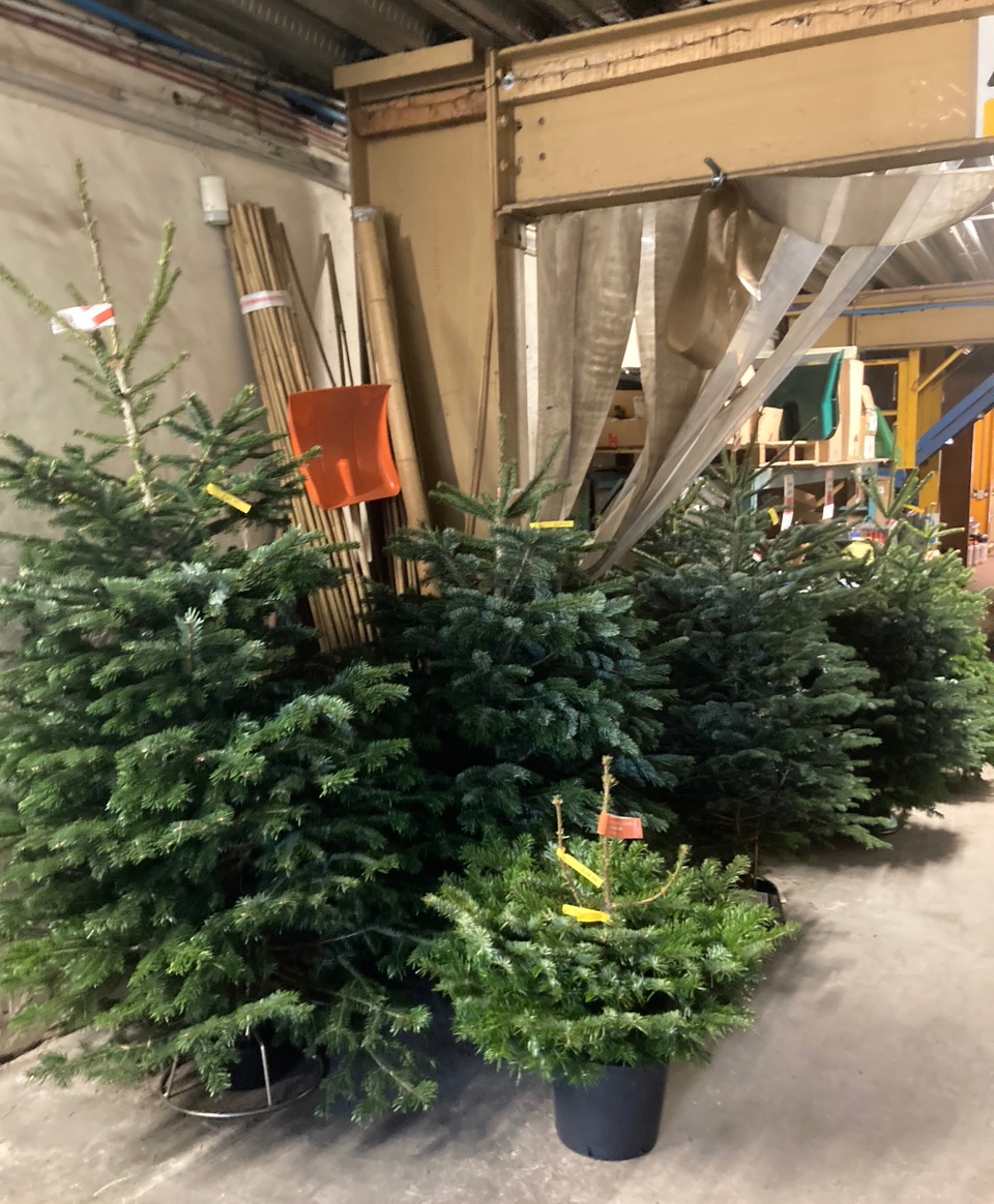 LBSTradeCentre's tweet photo. Different sized Christmas tree's now in stock.
Why not pop in this week and choose yours? We are open 8:30am - 5pm, Monday to Friday.
🎄🎅🎄🎅

#christmastrees #treesforsale #colne https://t.co/kFUA1CUy5Y