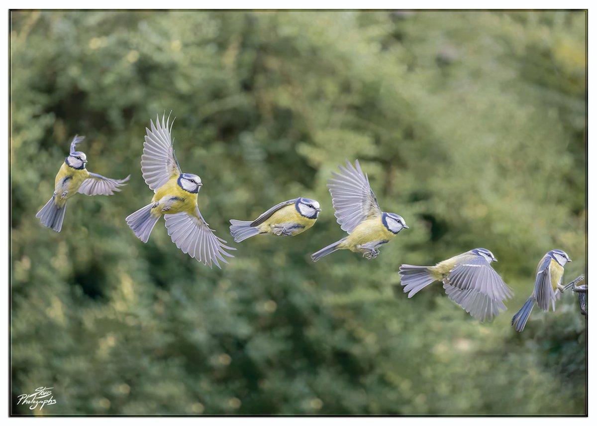 Flight of a 'Blue Tit' coming in to land at the feeder 📸 #ShareMondays2023 #FSPrintMonday #WexMondays @Natures_Voice #TwitterNatureCommunity #NaturePhotography #wildlifephotography #BirdsSeenIn2023 #BBCWildlifePOTD #Birds #ThePhotoHour