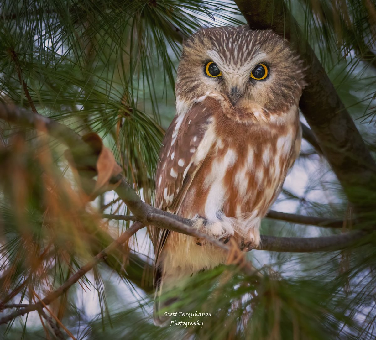 Saw-whet Owl! 
Scottfa.picfair.com

#birds #bird #birdwatching #birdphotography  #nature #BirdsOfTwitter #wildlife #wildlifephotography #BirdsSeenIn2023  #wildlifephotograph #NaturePhotography #Twitter #TwitterNatureCommunity #birdphotography