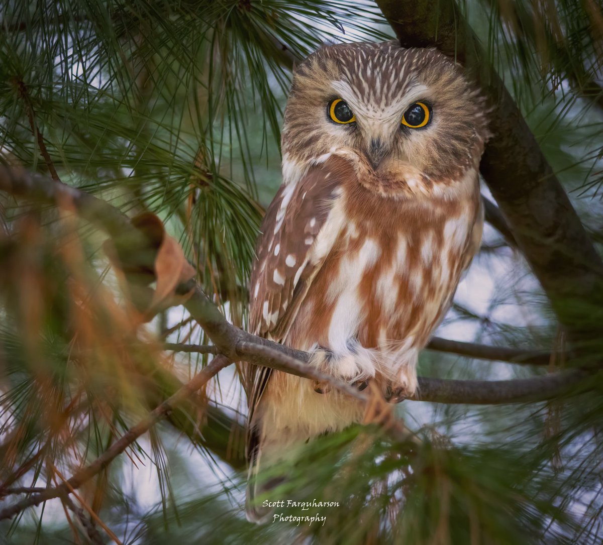 Saw-whet Owl! Scottfa.picfair.com #birds #bird #birdwatching #birdphotography #nature #BirdsOfTwitter #wildlife #wildlifephotography #BirdsSeenIn2023 #wildlifephotograph #NaturePhotography #Twitter #TwitterNatureCommunity #birdphotography