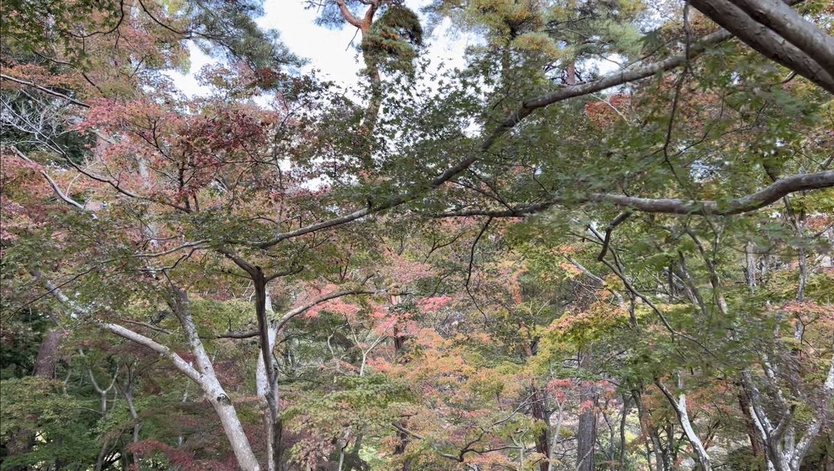 本日のちちぶるしんやチャンネルは
【月の石もみじ公園の紅葉】の紹介です！

youtu.be/BlP5MTubMHE?si…

グッと寒くなってきましたね！
ただ紅葉にとってはこの寒暖差がいいんです🍁

#秩父
#旅行
#観光
#紅葉
#もみじ
#ライトアップ