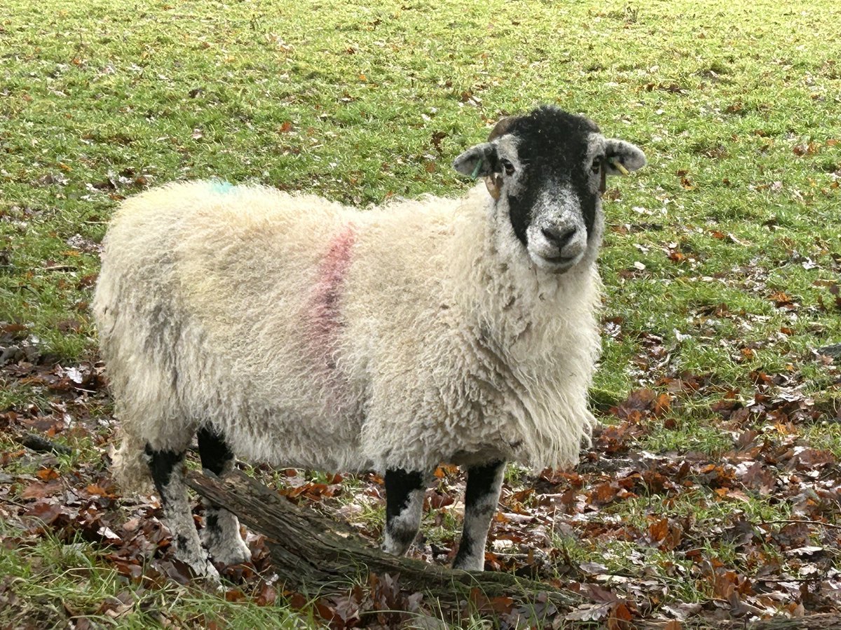 Are ewe watching me?