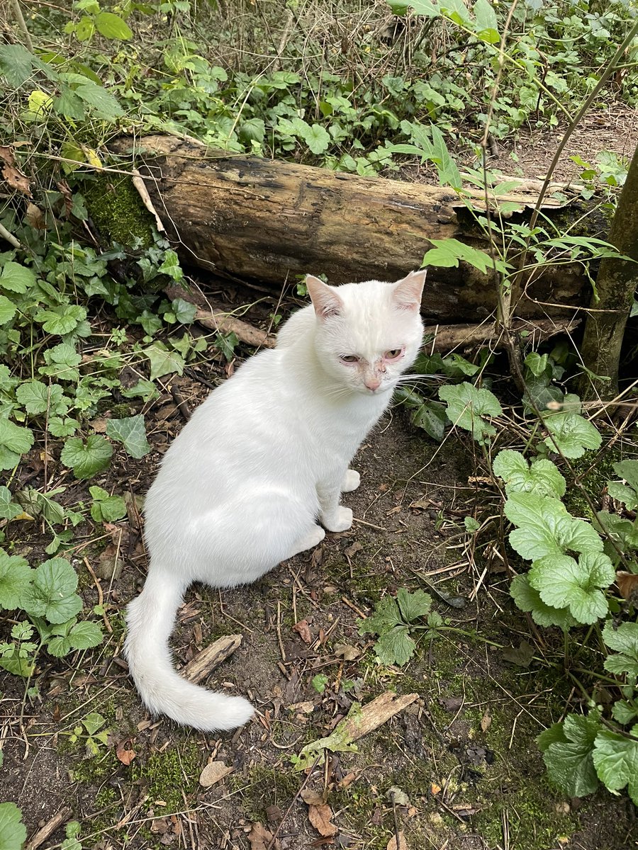 collectif_bois's tweet photo. BLA BLA CAT
Alerté par les nourrisseuses, Disparitions inquiétantes de MALIA et BLANCO des points de nourrissage dans le bois de Vincennes depuis 8 jours. Personne ne les a vu parmi ceux qui y vont tous les jours @onevoiceanimal @SavoirAnimal07 @30millionsdamis @HenryJeanServat https://t.co/IlzOPTlh9z