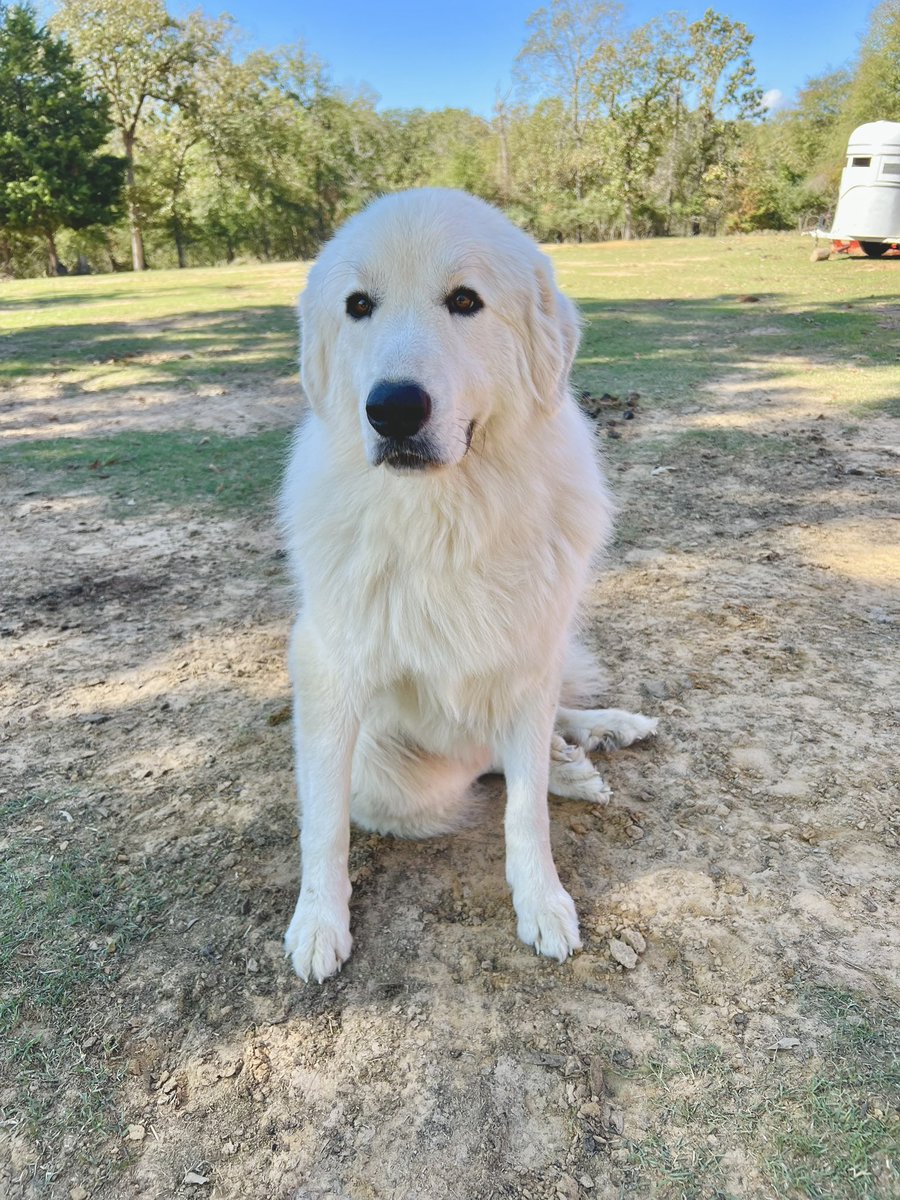 Meet our charming host, Bear! 🐾 At Rockn Rowdy Ranch, your vacation comes with a side of furry friendship. Book your stay now and make memories with this lovable Great Pyrenees!

📍Leona, TX

#RocknRowdyRanch #TexasRanch #VacationRental #LinkInBio #FarmStay #FamilyVacation