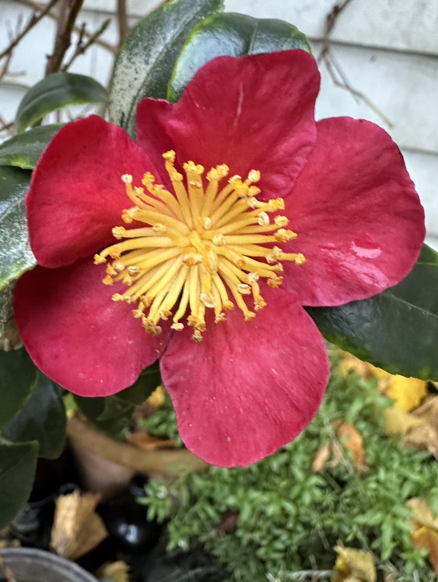 Kate Middleton tweet media