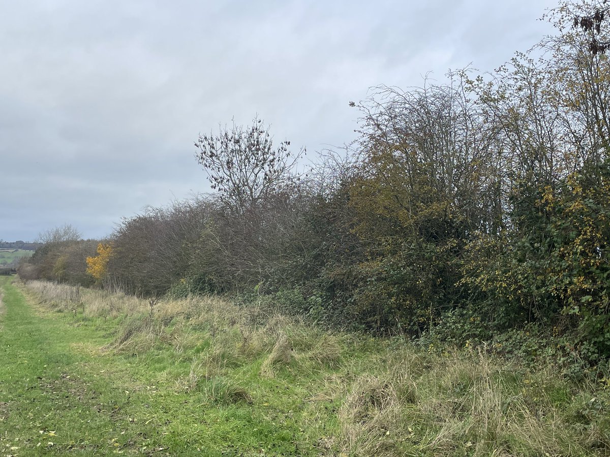 Jake Freestone tweet media