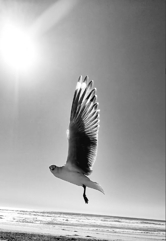 Check out this photo Angel Wing on OpenSea opensea.io/assets/ethereu… via <a href="/opensea/">OpenSea</a> #nftphotography #nftcollector #angelwing