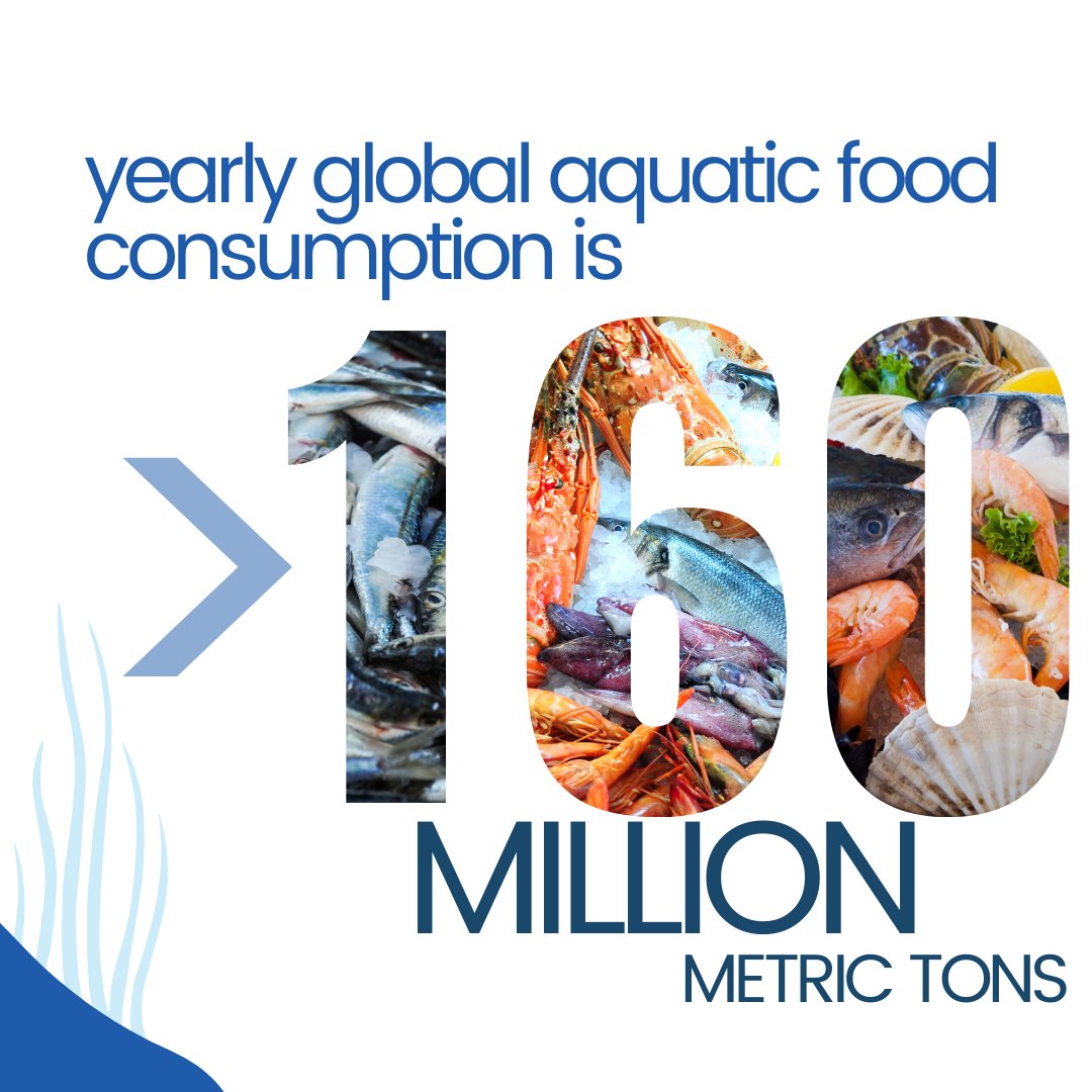 MNYIchallenge's tweet photo. Dive into the global challenge and future of aquatic foods! 🌊
Join us on December 12, 2023, from 8:30 – 9:30 AM CST for a global discussion with guests around the world!  
Register by December 7 at the link in our bio!
#AquaticFoods #GlobalChallenges #FoodSecurity #seafood #fish https://t.co/roQff1YQQp