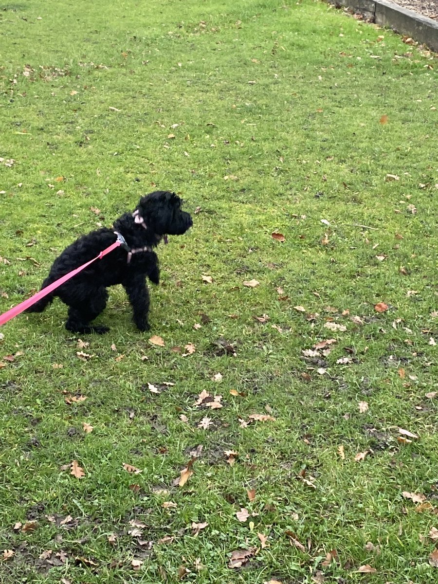 helenmpayne's tweet photo. Little diva loves chasing leaves on the park https://t.co/zOEjIXUkL1