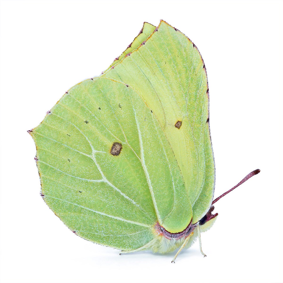 Thorben Danke tweet media