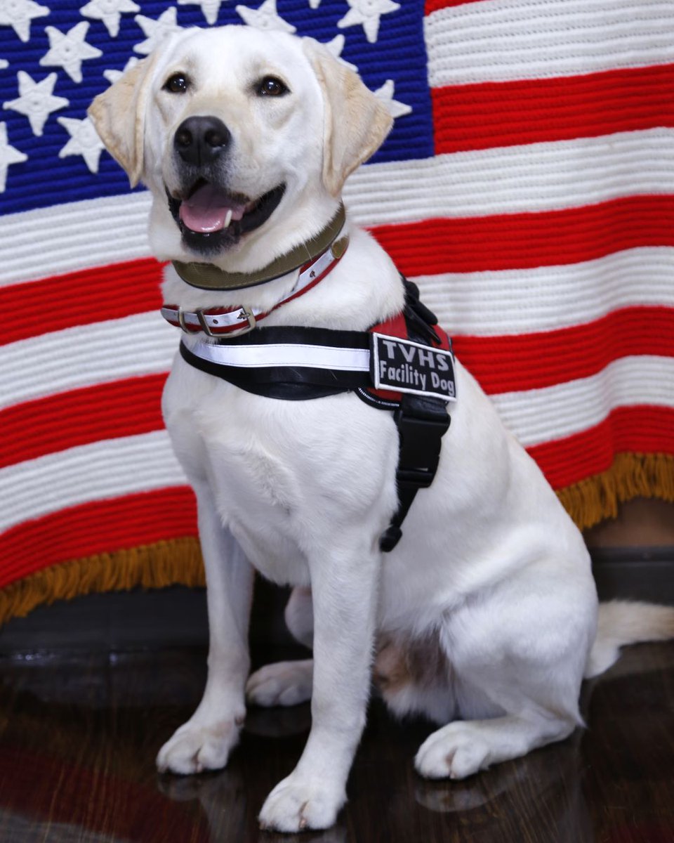 Meet Tucker, our paw-some service dog! Service and therapy dogs like Tucker provide comfort and affection to Veterans, and data has shown therapy dogs lower blood pressure and anxiety and increase endorphins and oxytocin. #VHA #ServiceDog #VeteranHealthcare #MoraleDog