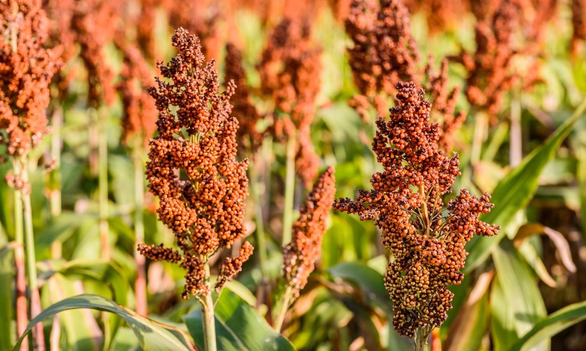 FCDO Research, Science and Technology tweet media