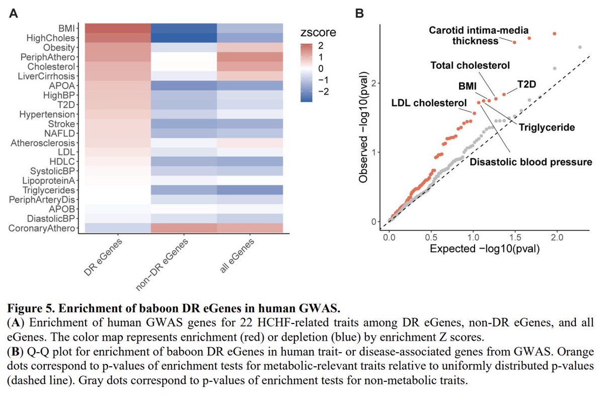pnatarajanmd's tweet photo. Wow, really cool study. Regulatory variants responsible for high-fat/high-cholesterol dietary influence on gene expression across tissues among baboons are enriched for cardiometabolic-associated GWAS variants in humans not always explained by standard eQTLs. https://t.co/KTbOmMYDJQ @biorxivpreprint