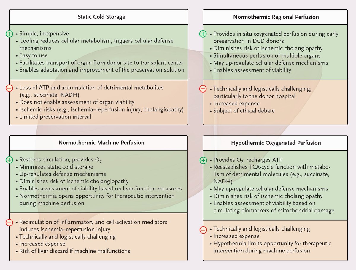 Machine perfusion before liver implantation aims to ensure more consistent tissue quality, while extending the preservation time and reducing the discard rate. Read more about current developments in liver transplantation: nej.md/47pqGR6