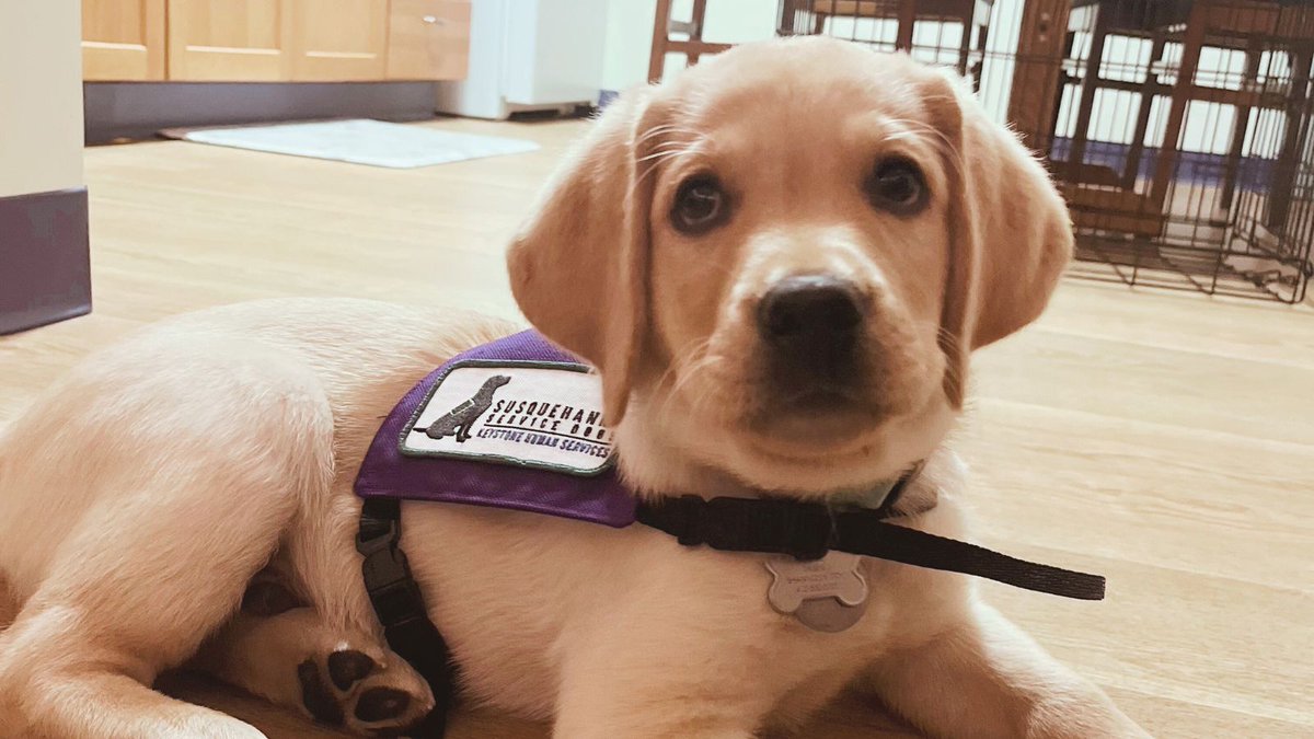 Meet SSD Bristol! Bristol gets his name from @myaquawater, in honor of the team at their drinking water plant in Bristol, PA, whose quick actions protected the area’s water supply from a chemical spill. Thank you, Aqua, for partnering with us and helping #DogsChangeLives!