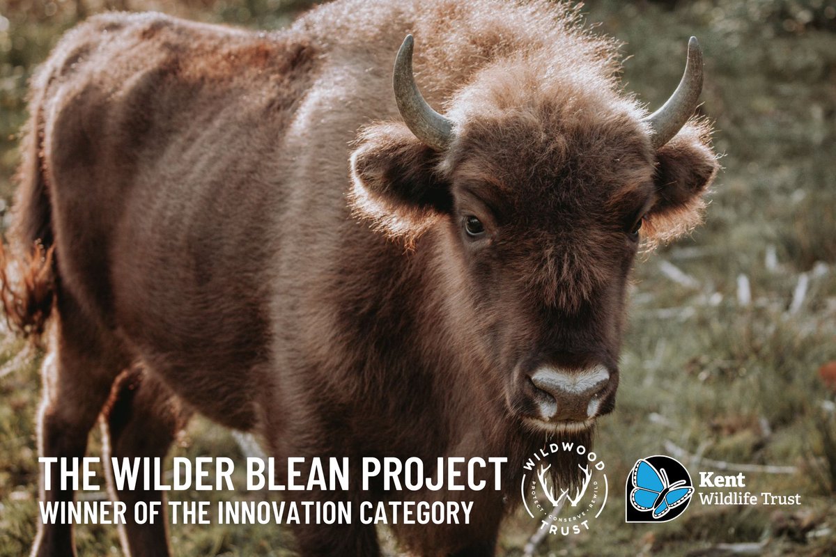 KentWildlife's tweet photo. 📢We won @BIGbiodiversity #BIGAwards Innovation Award @KewGardens!🎉

Our #WilderBlean project with @wildwoodtrust, was praised for using the power of Nature &amp; Ecosytem Engineers aka #bison, for landscape-scale woodland management 💚🙌

👉 https://t.co/6yvlDzSzG7

@CIRIAupdates https://t.co/LyqDT3UDvj