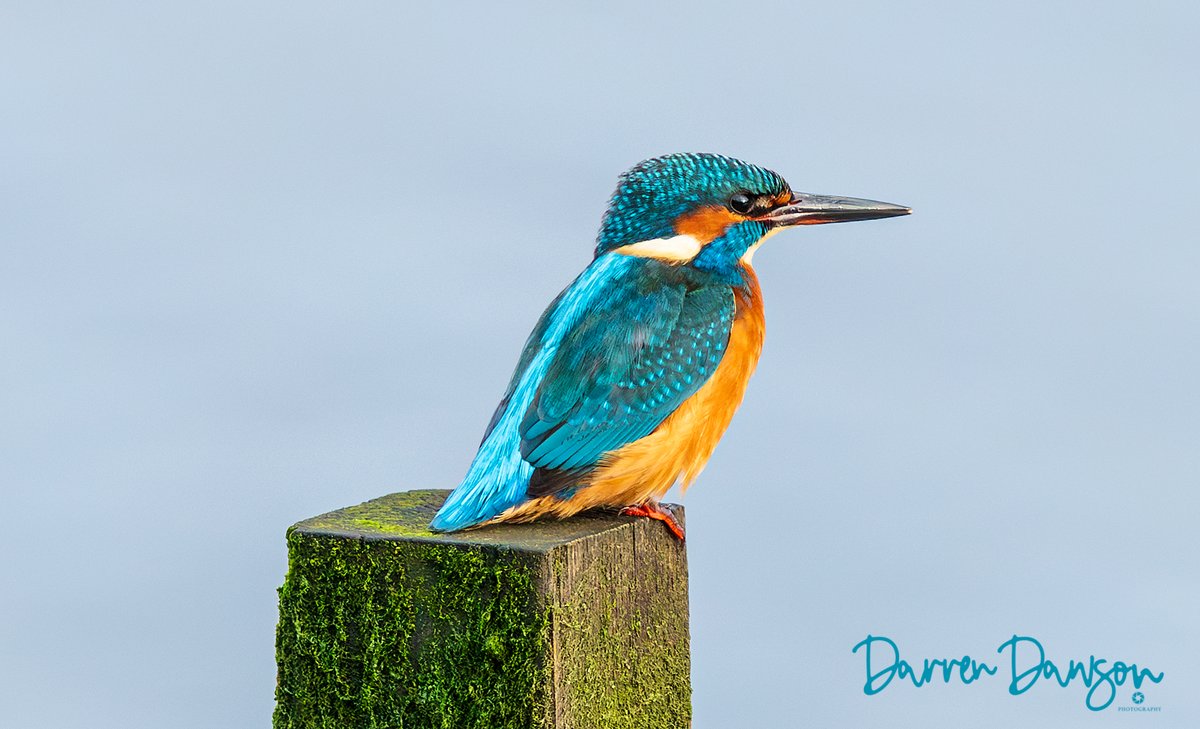 Kingfisher today in Fife....#BirdsOfTwitter, #BirdsSeenIn2023, #birdwatching, #birds, #birdphotography, #CanonFavPic, #TwitterNatureCommunity, #canonphotography, #SCOTLAND, #NatGeo, #NationalGeoGraphicChannel #BirdsSeenIn2023 #birdwatcher, #Fife