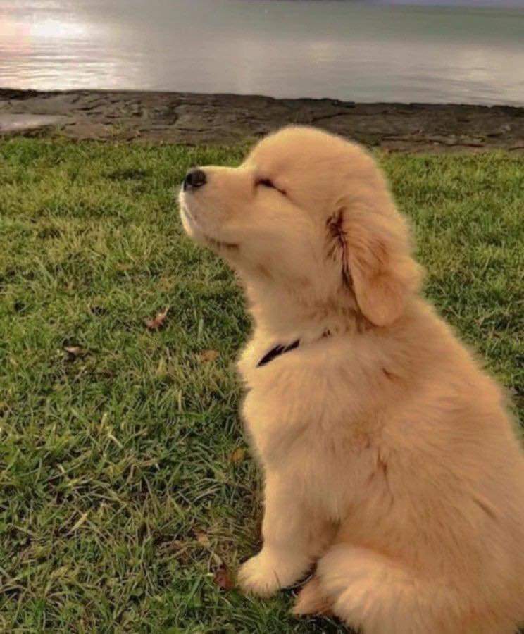 solo espero criar un golden retriever con el amor de mi vida.