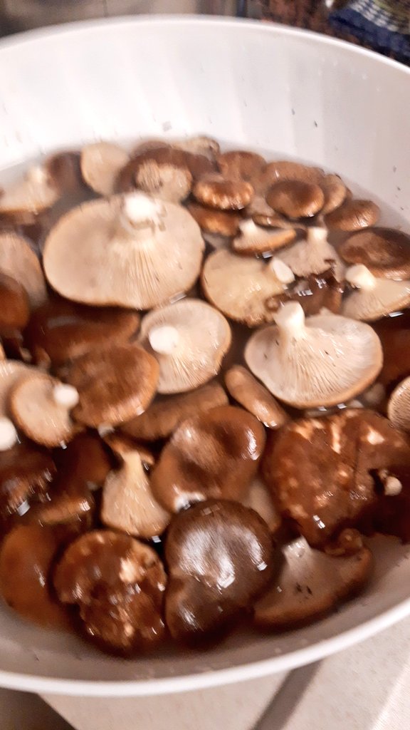 antonellamalu4's tweet photo. Jak!!sei proprio stato BRAVO!🎵🎵🎵🐕🍄seppur con solo TRE ZAMPE 😊
#cardoncelli https://t.co/CMo1Tic85P