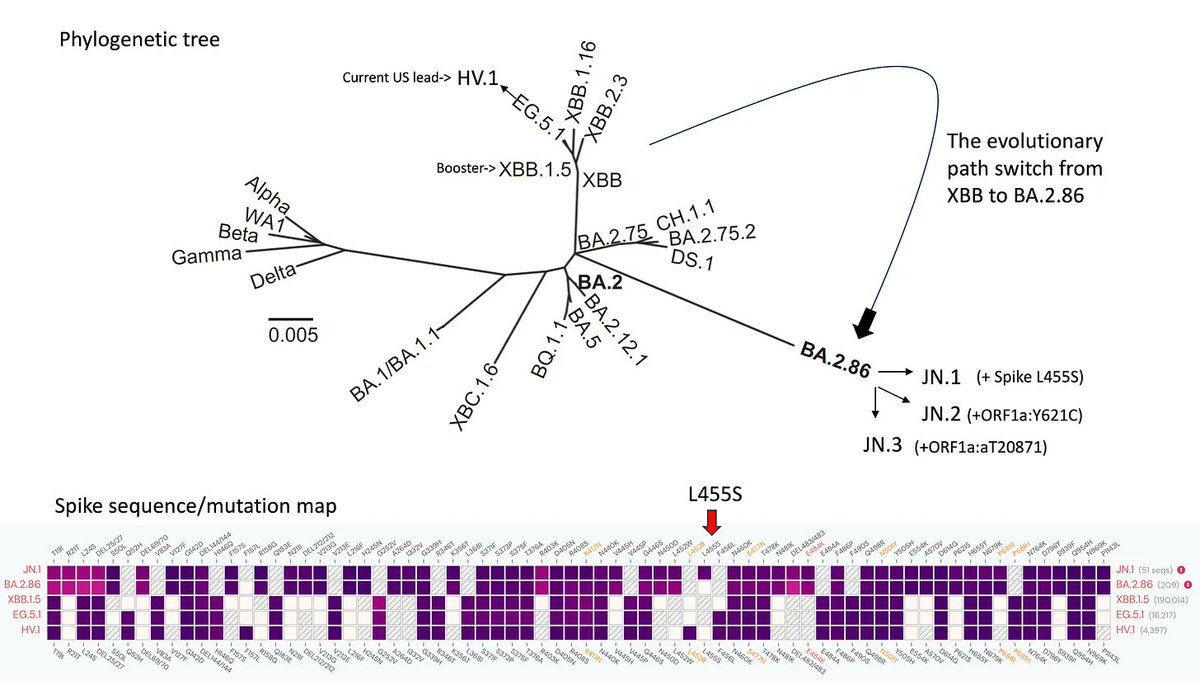 This is the detour of the #SARSCoV2 evolutionary arc that I wrote about
erictopol.substack.com/p/the-virus-ta…