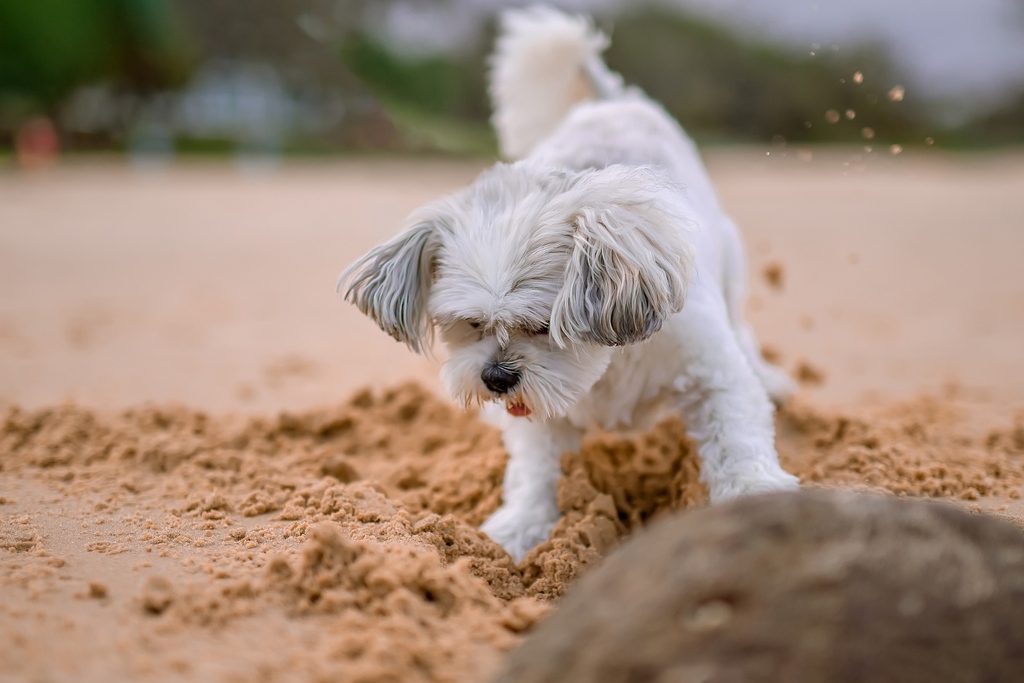 VentureWipes's tweet photo. Are you reluctant to take your bestie on an outdoor road trip, because you don't want him to mess up your back seat with his dirty paws? https://t.co/I0ENQOdD9b