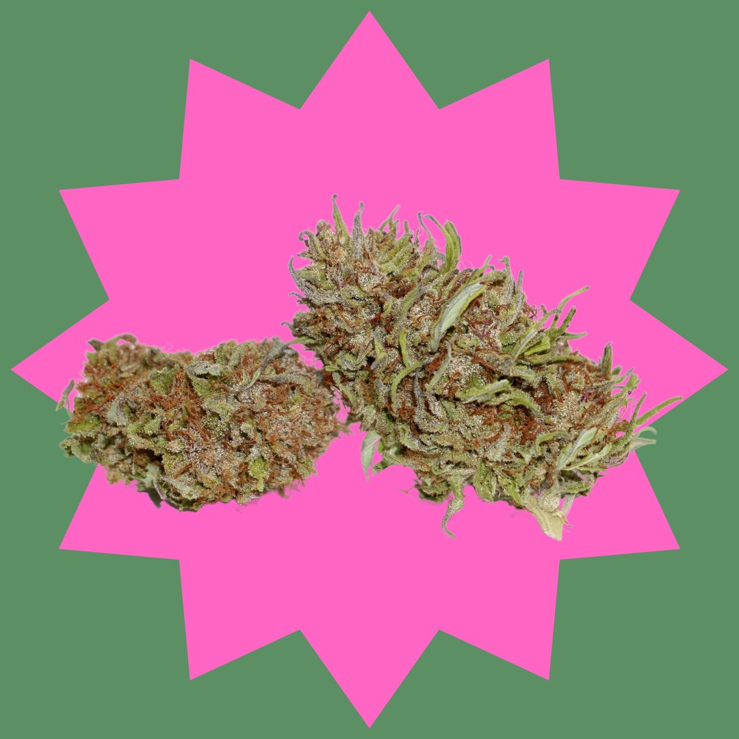 Pink Boost Goddess, symbolizing EmeraldSpiritBotanical's mission to bring THCV to the world. She yields vibrant pink/magenta buds with a floral, peppery aroma. Known for its uplifting effects, it fosters focus and joy. Awarded highest THCV flower, 1st place in certified sungrown