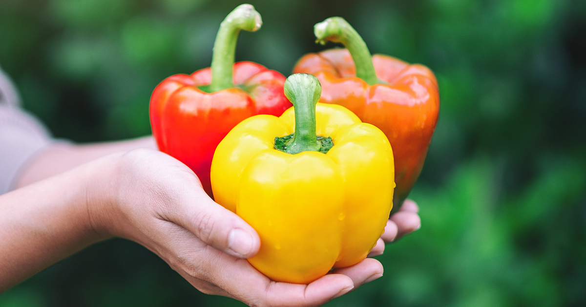 ShopRedSun's tweet image. At Red Sun Farms, we’re dedicated to growing food that’s better for grocers, shoppers, and the environment. 

#redsunfarms #ourcommitment #freshfood