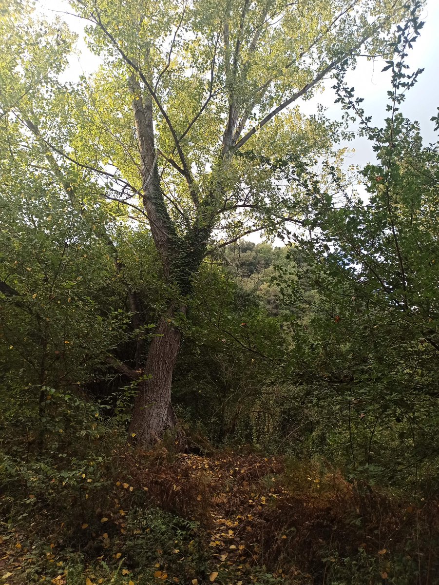 Festa dell’Albero 2023: piantiamo gli alberi e inauguriamo un nuovo Parco Giochi <a href="/ParcoTreja/">ParcoValledelTreja</a> shorturl.at/JUW49