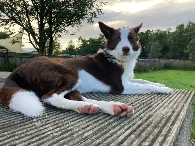 Please retweet to help Miss Vee find a home #EDINBURGH #SCOTLAND.  
She's been waiting for a home for over a year, please give her another share. 
DETAILS or APPLY👇 dogstrust.org.uk/rehoming/dogs/…
 #dogs #Collies
