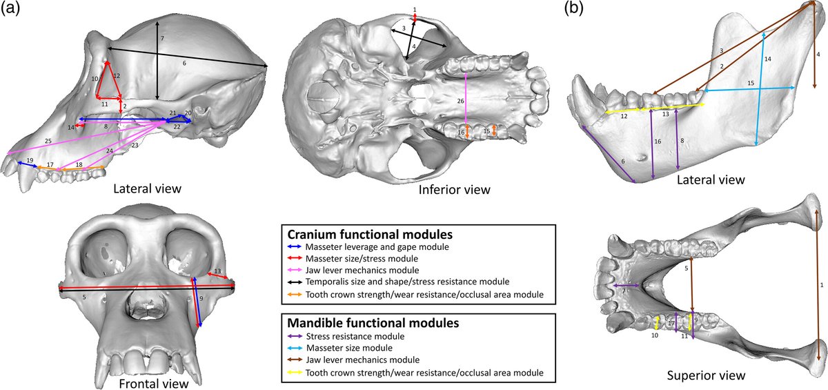 Looking forward to reading this new study by <a href="/HyunwooJung10/">Hyunwoo Jung</a> et al. in <a href="/AmJBioAnth/">American Journal of Biological Anthropology</a>:  Evaluating modularity in the hominine skull related to feeding biomechanics onlinelibrary.wiley.com/doi/10.1002/aj…