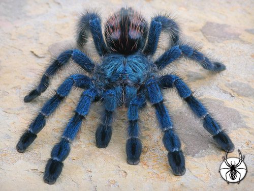 TheSpiderShop tweet media