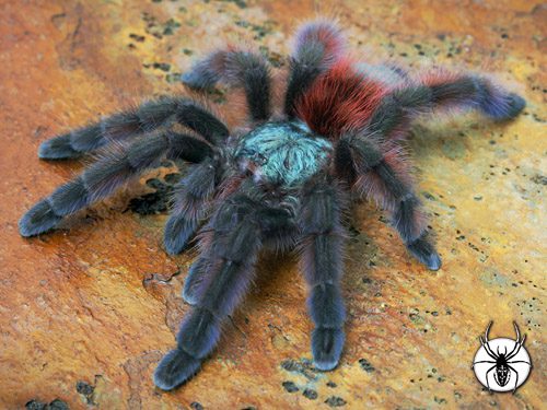 TheSpiderShop tweet media