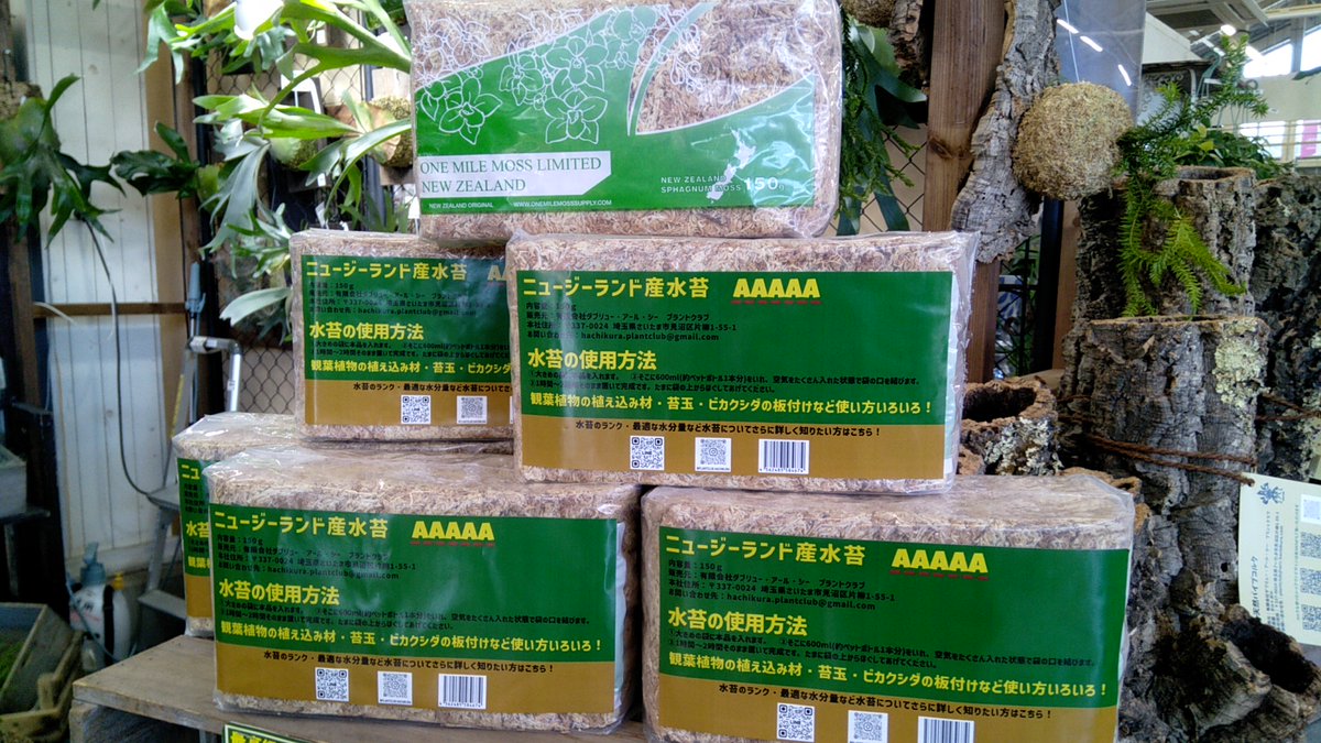 ガーデンセンター瑞穂店】 コウモリランの着生に！🌿 高品質！「AAAAA