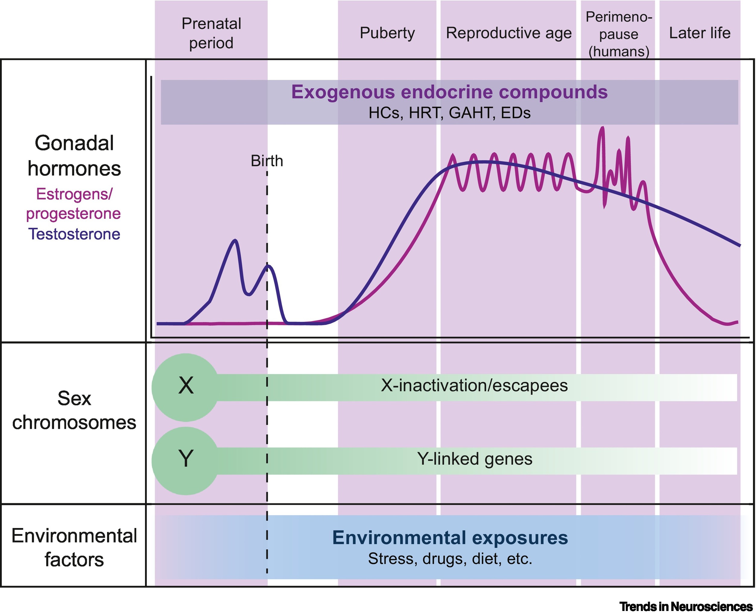 Visual attention and processing in jumping spiders: Trends in Neurosciences