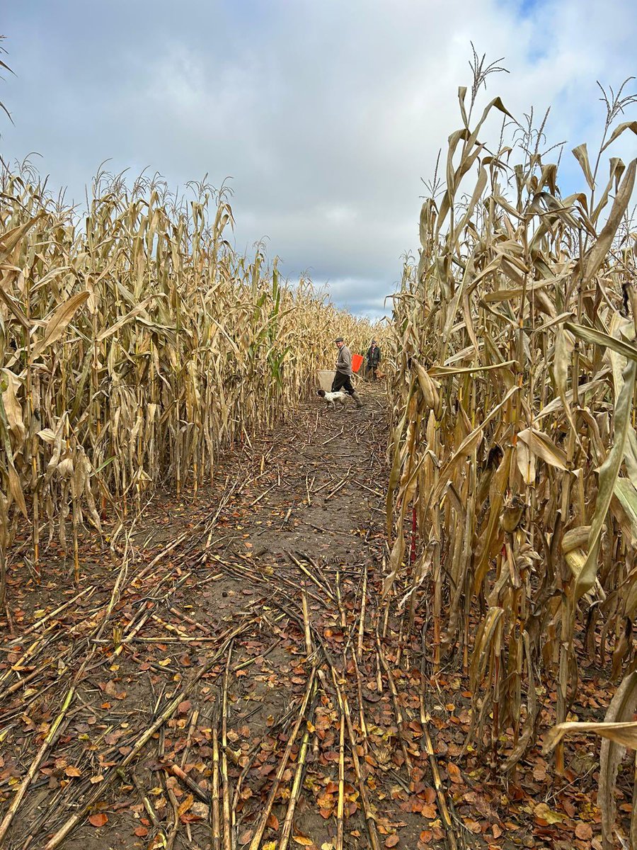 Foxxi Maize looking great on a glorious sunny day at the Herts/Bucks border! 🦊🌽☀️👌