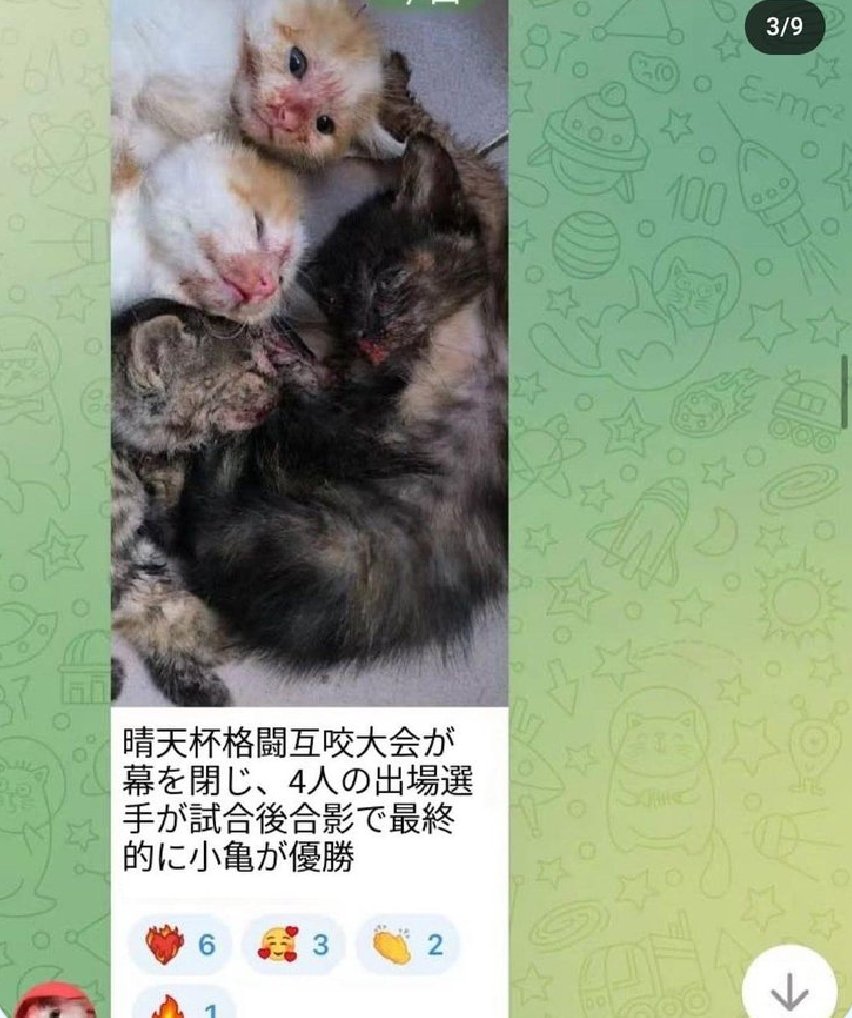 FGuardiansJapan's tweet photo. STOP! Selling Cat Abuse Videos in China
Take action to impose a severe punishment on animal abuse!
#gato
#catabuserschina
#China
#Cloudflare #牛猫 https://t.co/iSJi5Osdk7