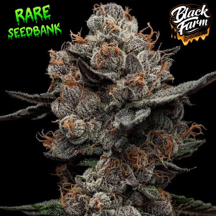CannabisSeed_Co's tweet photo. Frosted Acai - Female Seeds By Black Farm Genetix.

This exotic hybrid is a Sativa-dominant strain from the Gelato family, whose ancestors include Pink Panties and Sunset Sherbert.

Frosted Acai is a deliciously sweet and tropical tasting marijuana strain that packs a punch. Frosted Acai is packed with THC, Sativa dominant and above all recommended for experienced users, because the effects are incredibly strong, starts very fast and lasts a long time. You will definitely feel her increased THC content.

It is one of the sweetest, most aromatic and strongest strains currently and has an extremely high terpene and resin production. Her fruity and extremely sweet flavors are reminiscent of ice cream and candy. Black Farm Genetix Frosted Acai is an interesting strain to grow which finishes with a lovely shade of purple and blue covered with trichomes and with a fragrance that is pure bliss.

If you are looking for something different with colour, potency and super high THC this is the choice. Buds are crystal covered with possibilities to achieve High THC levels and the aromas and taste are simply epic. You can expect many shades of green with slight purple hues and tints of blue in the bud with a fragrance that is pure bliss. Expect sweet and savoury smells of berry and Sherbet combine to create a unique flavour.

Breeder: Black Farms Genetix Seed Type: Feminised Genetics: Gelato, Pink Panties, Sunset Sherbet Indica/Sativa: Mostly Sativa (70% Sativa, 30% Indica) Flowering: 8-9 Weeks Height: 100-150cm Yield: 500-600 gr/m2