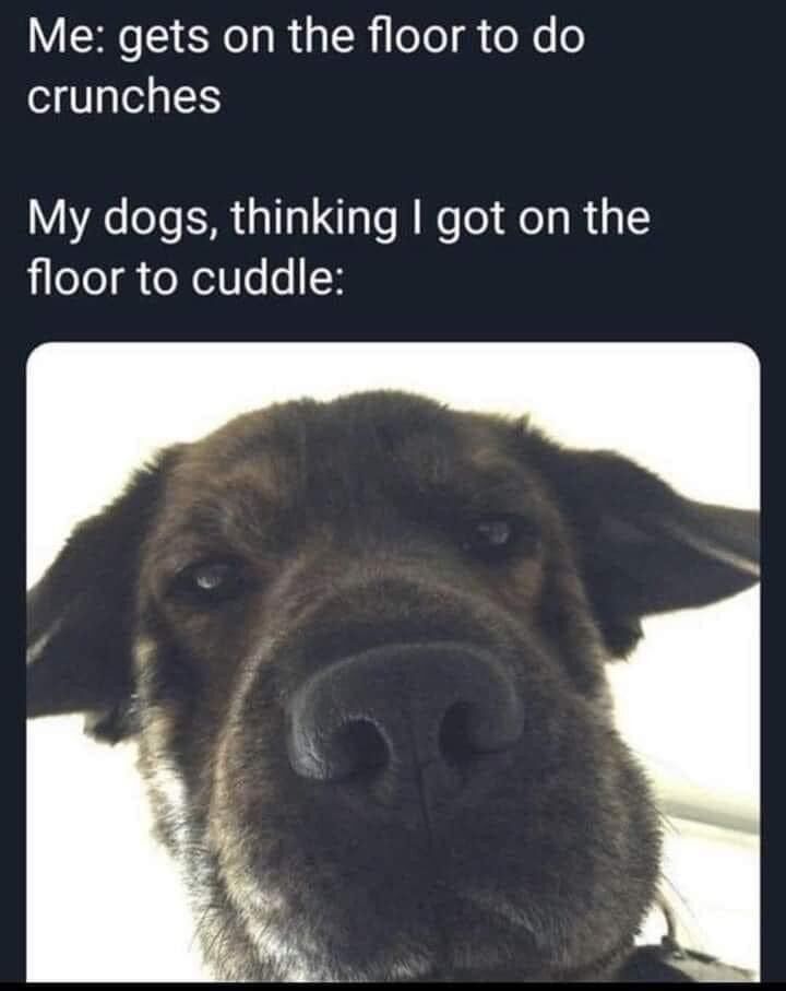 preciousdoggo's tweet photo. EVERY SINGLE MORNING 😂 🐶
Okay, sometimes I skip my morning routine just to be honest 😅
#dogsoftwitter #dogjokes #dogmeme #dmeme #doggo #dogs #doglife #dogowners #doglovers #dogseverywhere #fordogs #dogjokes #dogclub https://t.co/7tBFm69Q7m