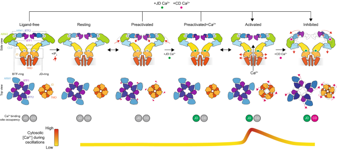 Authors from <a href="/MSKCancerCenter/">Memorial Sloan Kettering Cancer Center</a>: <a href="/HiteLabMSKCC/">Hite Lab</a>, @labnavid and @VinaySapuru report structures of IP3 receptor with insights into the biphasic dependence on Ca2+ for channel activity.

nature.com/articles/s4146…