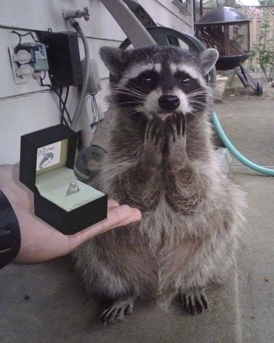 why you should have an animal on X I always love seeing the raccoon s reaction to being given an engagement ring https t kyL4obAcwF X