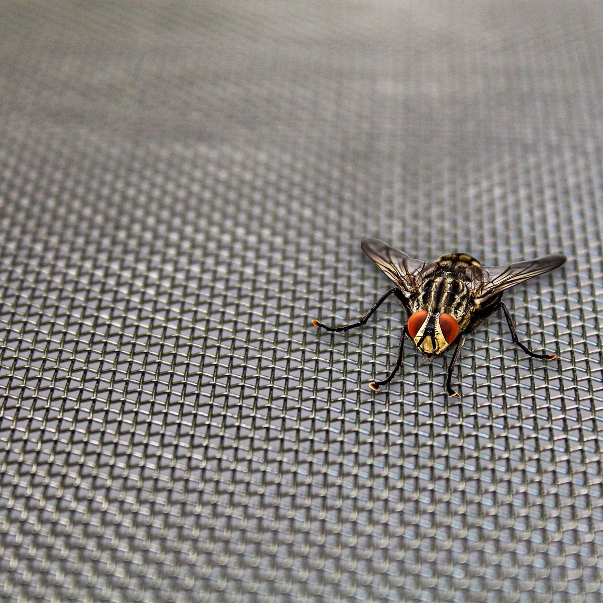 TheMeshCompany's tweet image. BLOG! ⭐⭐⭐⭐⭐
WHAT ARE THE BENEFITS OF INSECT MESH? CHECK IT OUT NOW.
Link: themeshcompany.com/what-are-the-b…
#InsectMesh #InsectScreen