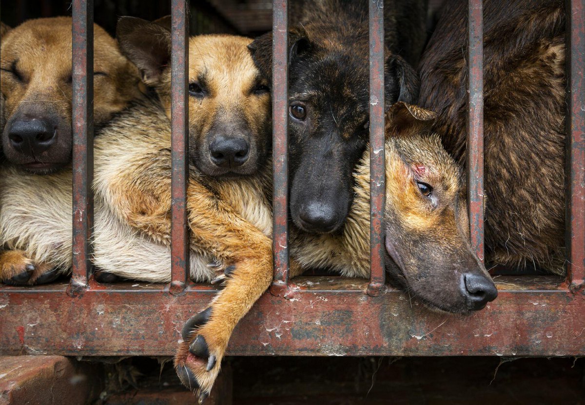 #XDogs
No One Knows Our Birthday
We Are Nameless
We Are Cute Dogs
 No One Tells Us
We Truly Know No Love
But We Would Love You If Given the Chance
WE Truly Are Ignored, Abused, Forgotten
We  Need YOU to Be Our Voice
We Are Voiceless
#notodogmeat
#boycottchinamerch
They Need You