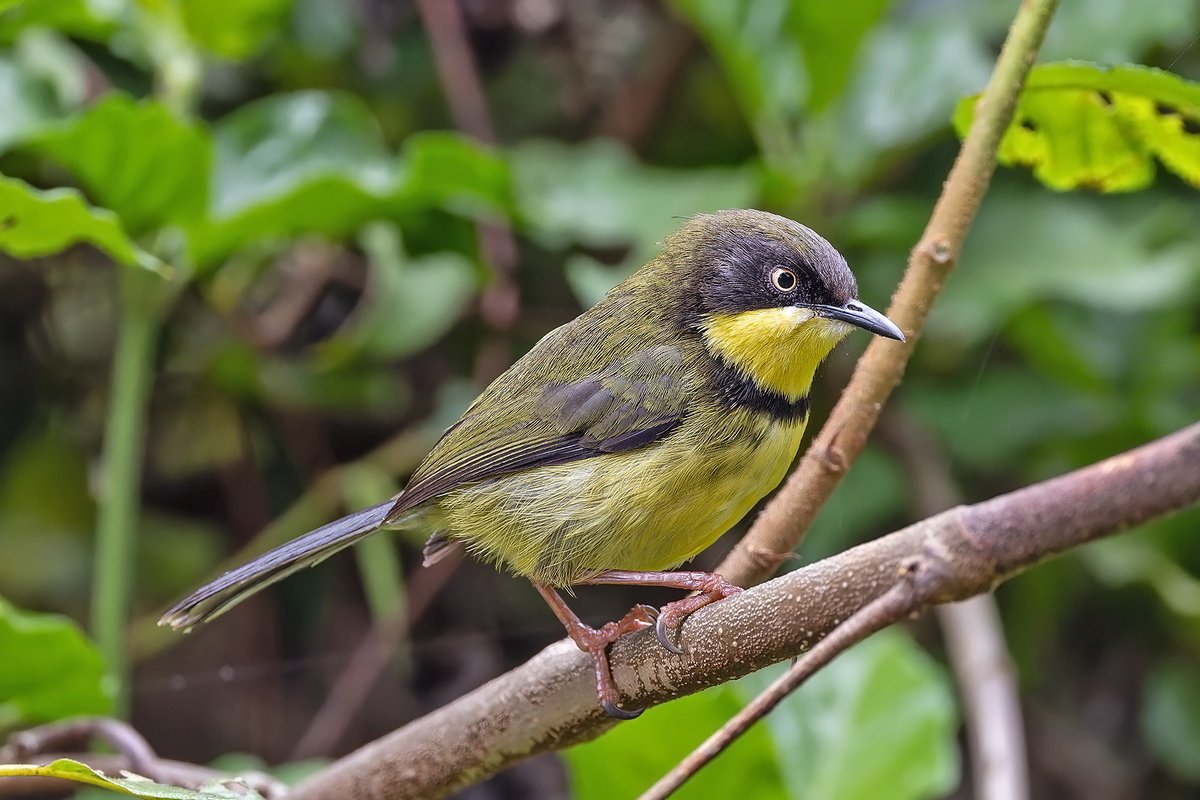 #Malawi only has one endemic bird, but it is a little beauty that my <a href="/Birdquest/">Birdquest</a> group enjoyed at close range on the Zomba Plateau... the delightful Yellow-throated Apalis.
 #BirdsSeenIn2023 <a href="/Africabirdclub/">African Bird Club</a> <a href="/CanonUKandIE/">Canon UK and Ireland</a> #wildlifephotography