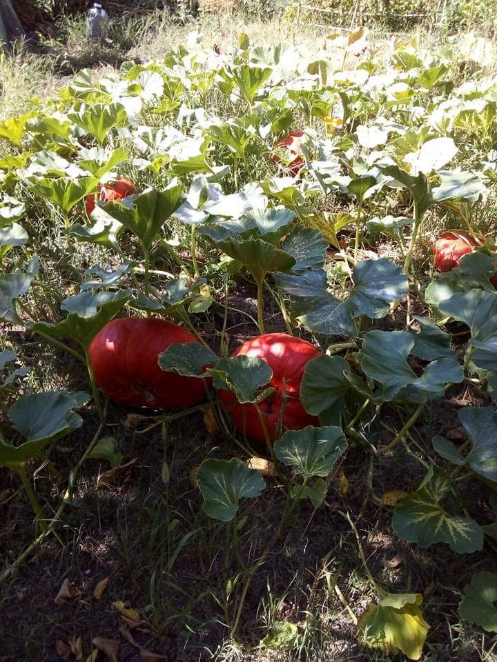 Besoin d'inspiration ? Envie d'un plat réconfortant ? Hyper facile à faire: Courge + bouillon de poule + 3 ou 4 vache qui rit + 1 filet d'huile d'olive. #courge #local #LégumesDeSaison #jardin #CuisinePartage