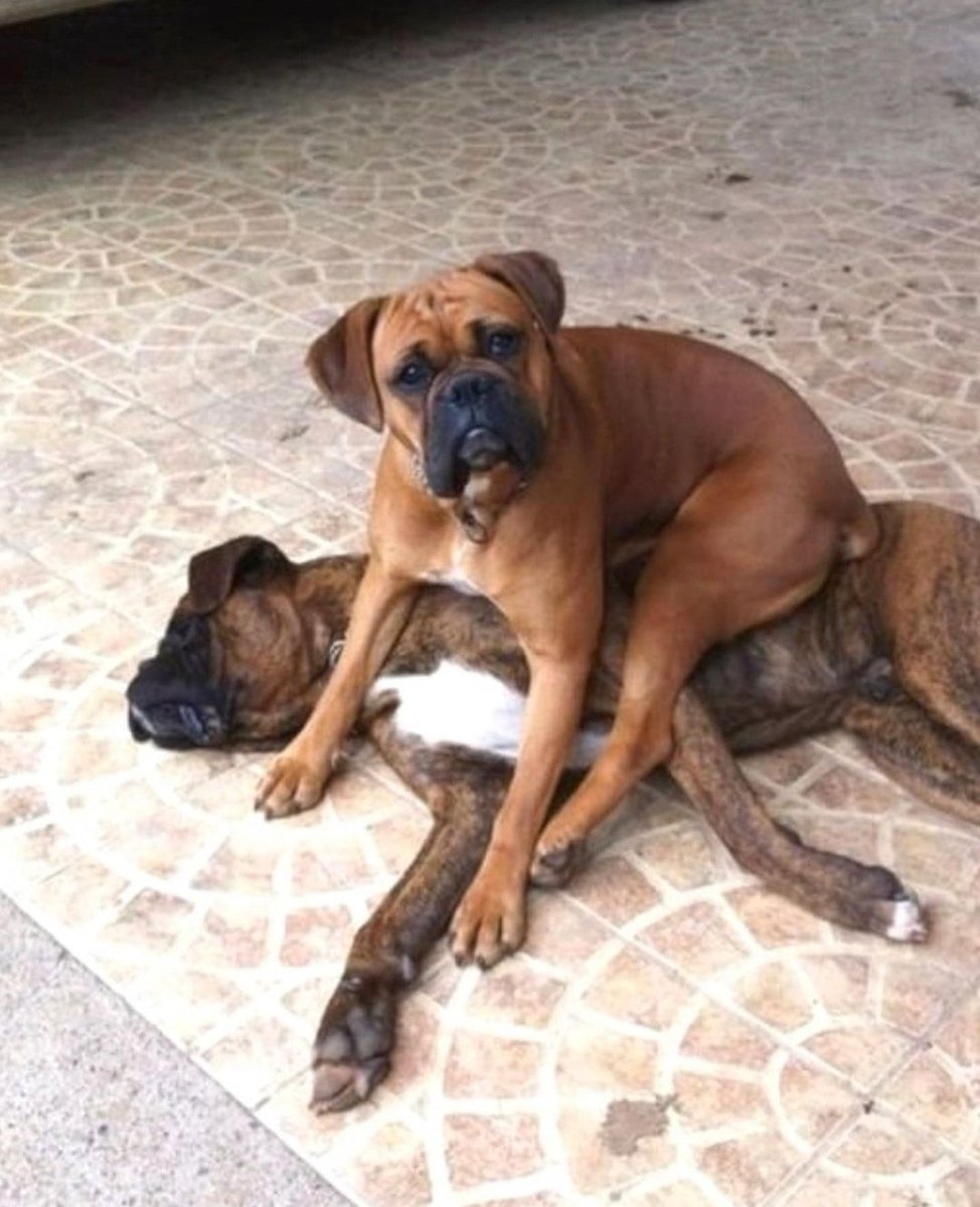 Boxer_heave65's tweet photo. Adorable 😊❤️❤️
.
.
.
Follow @Boxer_heave65   for more cute puppies dog photo and video
.
.
.#boxer #boxerdog #dog #boxerlove #wildlife #viralvideo #TrendingNow #FIFAWomensWorldCup2023 #intimatevideo #XTwitter https://t.co/zOOiRCSF9j