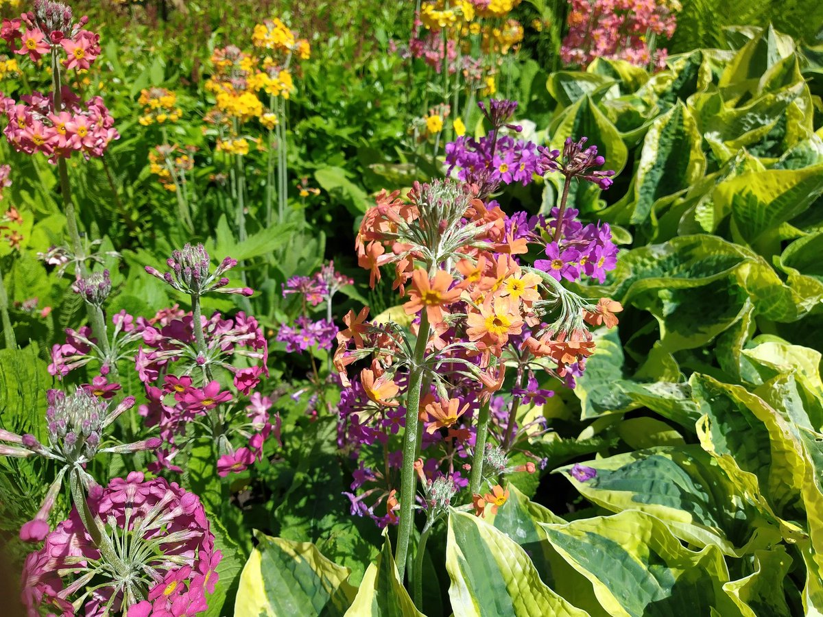 NAPS_North's tweet photo. Remember sunshine? Remember flowers? Harlow Carr last June. Roll on Auricula season .... https://t.co/9nCCJk9cAl