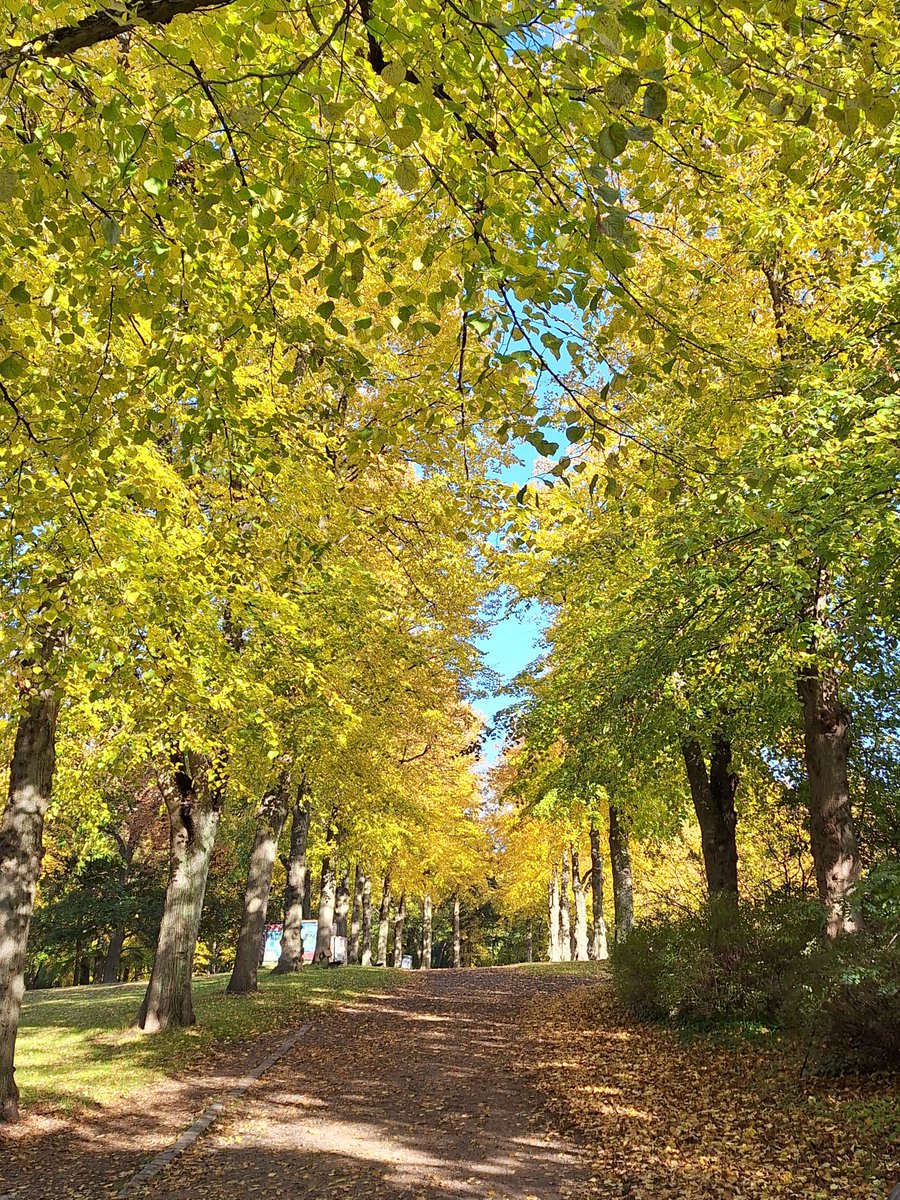 🍂 Fall Impressions 🍁 The Schwarzenberg Park right next to @TUHamburg is putting on a spectacular show of autumn colors these days! No filter needed 📸 Take a break & stroll through the leaves #TUHH #CampusViews