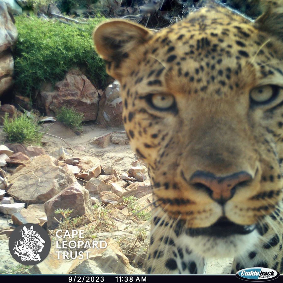 CapeLeopardTrst's tweet photo. Well, hello there! 👀
A curious #leopard approaches on of our camera traps in the #Cederberg and triggers a close-up spotted-cat selfie 🐆😸
#MammalMonday #CameraTrap #LeopardResearch #WildlifeMonitoring https://t.co/1vSy5f9mSq